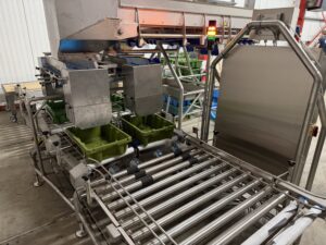 Bulkweeglijn die kisten van 10 kg rozijnen afvult – foto 1