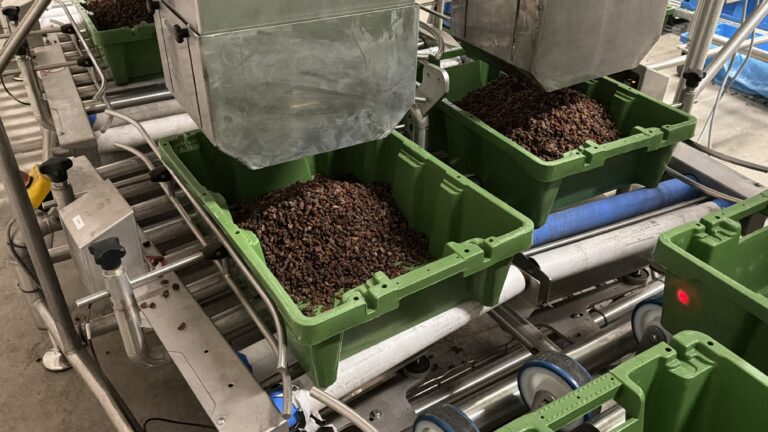 Bulk-Wiegelinie, die 10-kg-Kisten mit Rosinen abfüllt – Foto 4