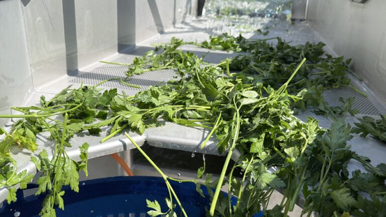 Bladgroente verlaat de wasbak richting de ontwateringsrol