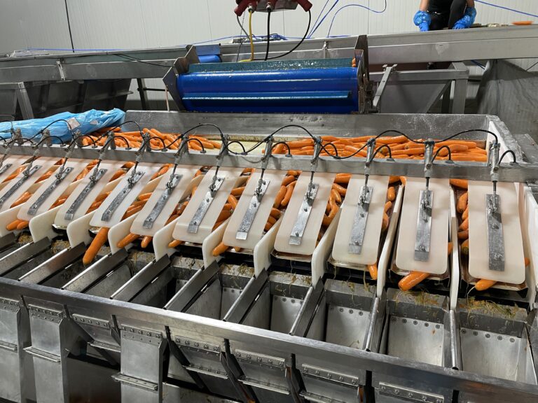 Volautomatische wortellijn met Newtec-weger en Jasa-verpakker – foto 2