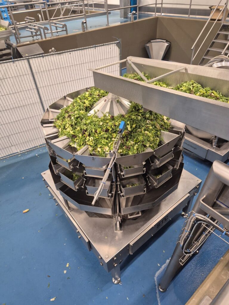 Weighing lettuce